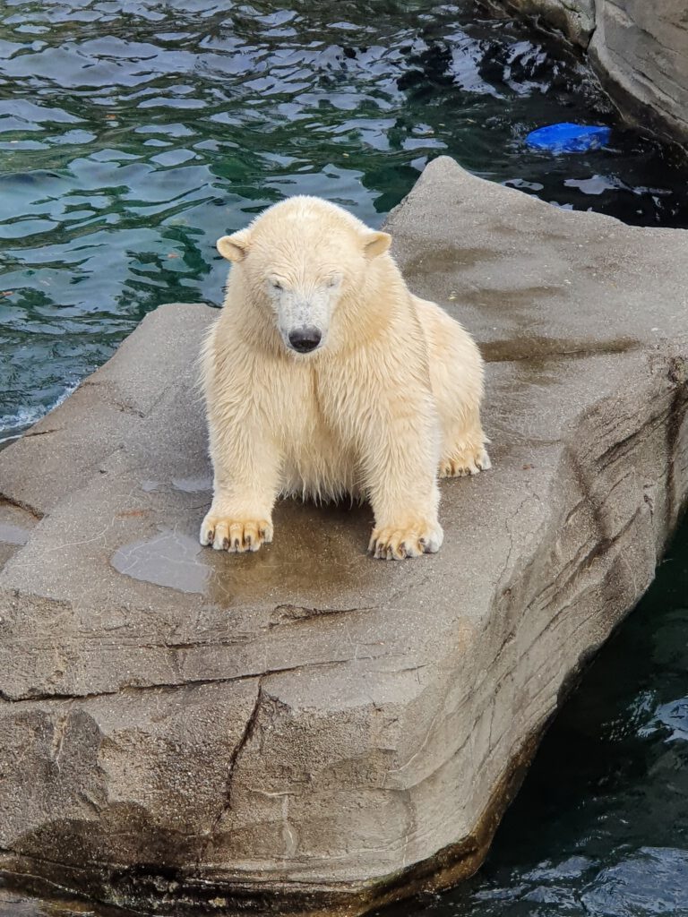 Eisbär, Bewohner im Erlebnis-Zoo Hannover