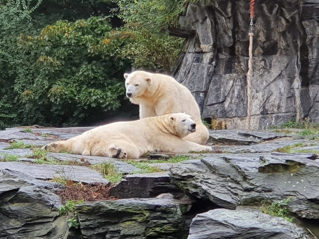 Eisbär, Bewohner im Tierpark Berlin