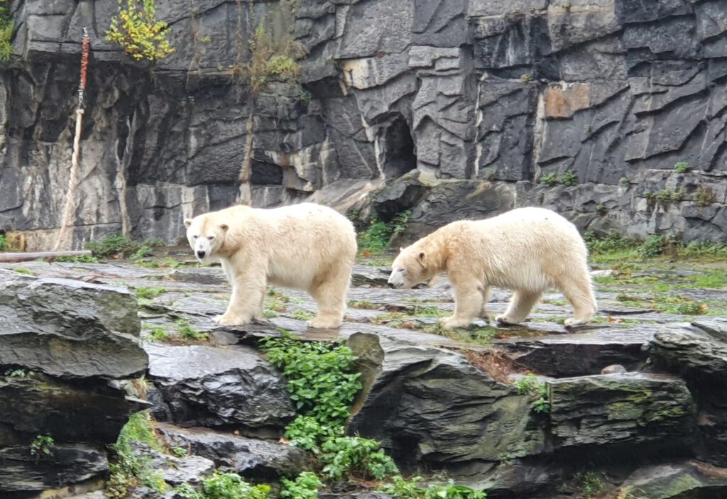 Eisbär, Bewohner im Tierpark Berlin