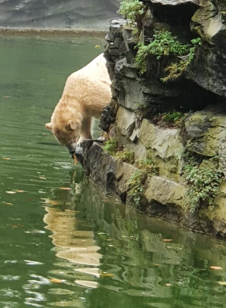 Eisbär, Bewohner im Tierpark Berlin