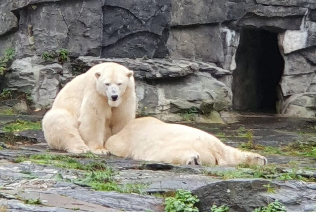 Eisbär, Bewohner im Tierpark Berlin