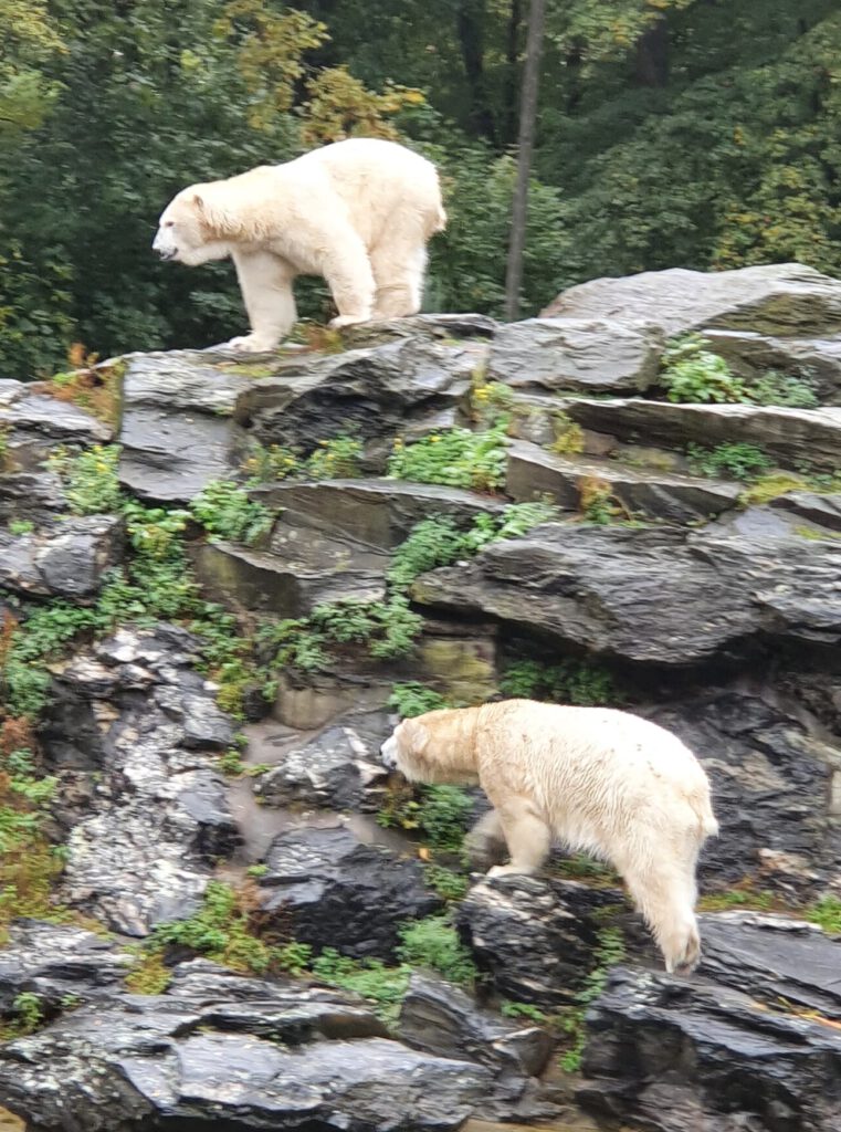 Eisbär, Bewohner im Tierpark Berlin