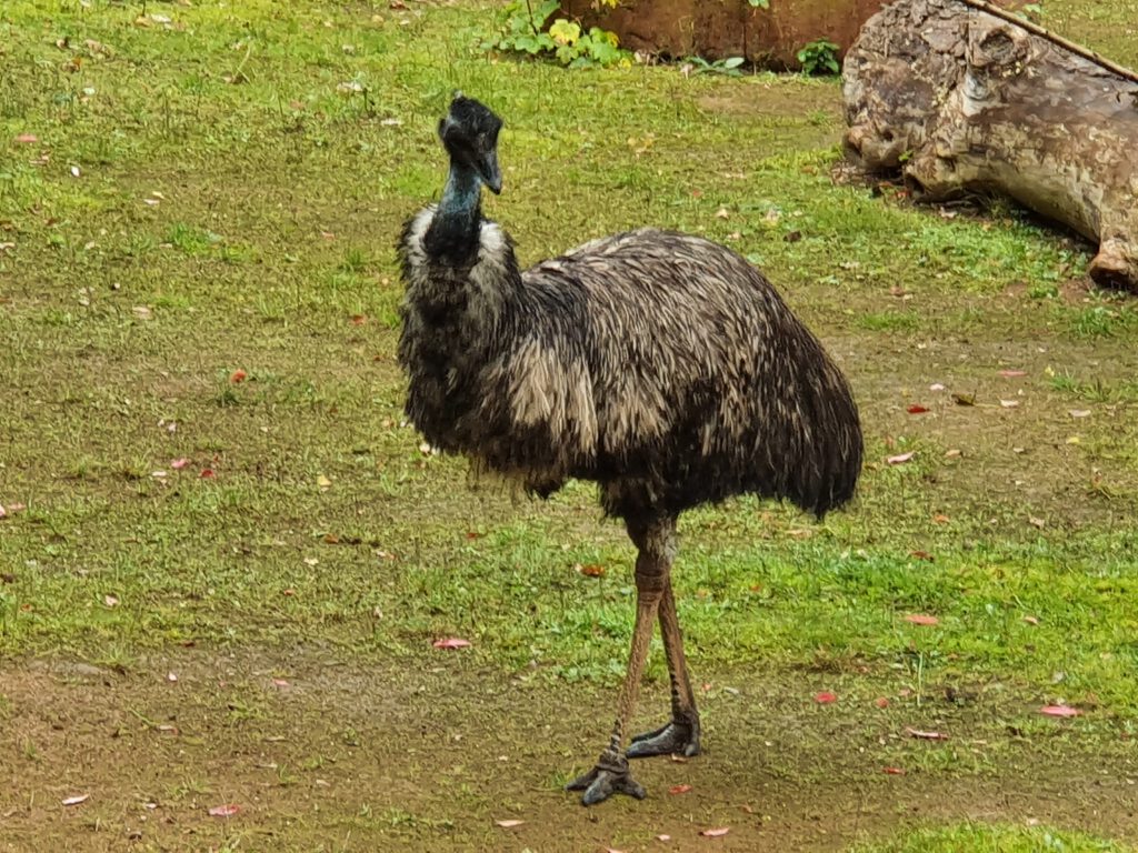 Emu, Bewohner im Erlebnis-Zoo Hannover