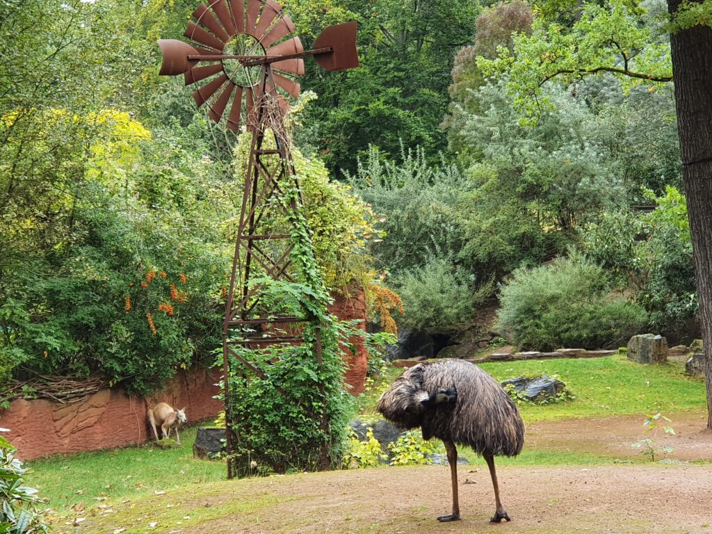 Emu und Rotes Riesen-Känguru, Bewohner im Erlebnis-Zoo Hannover