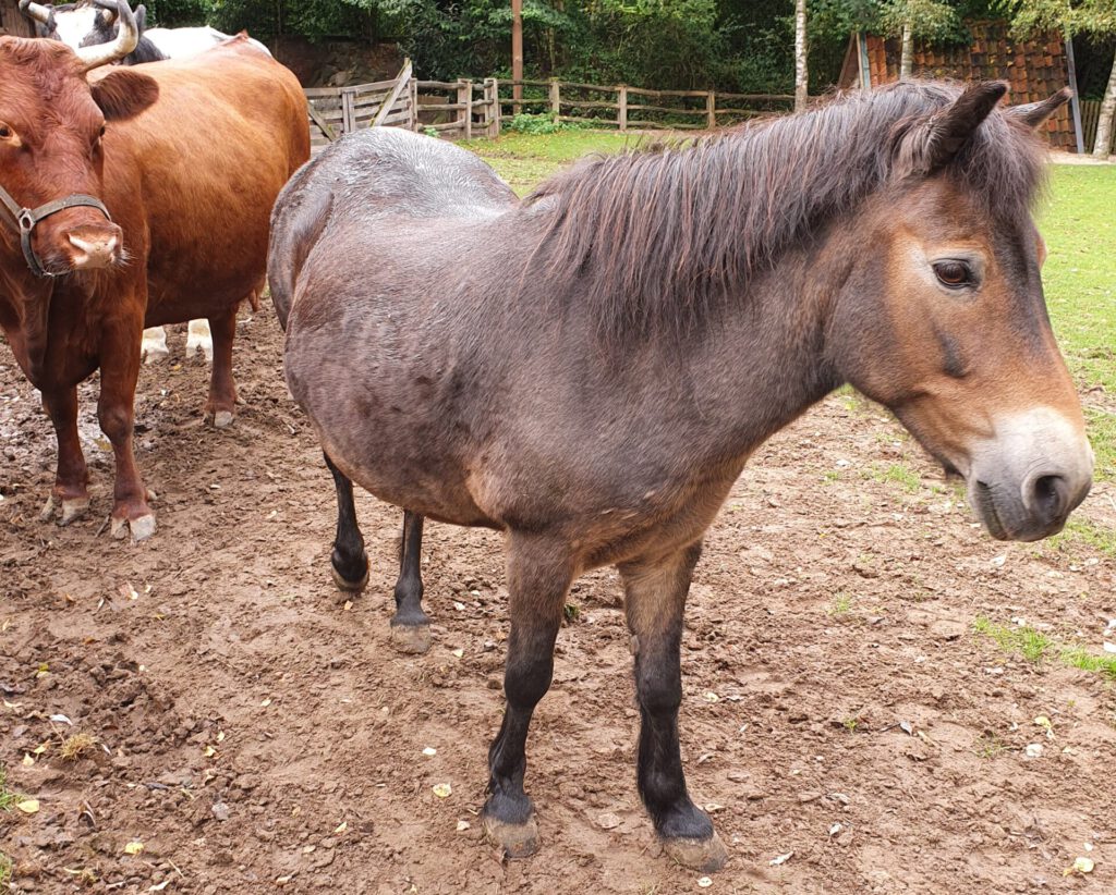 Exmoor-Pony, Bewohner im Erlebnis-Zoo Hannover