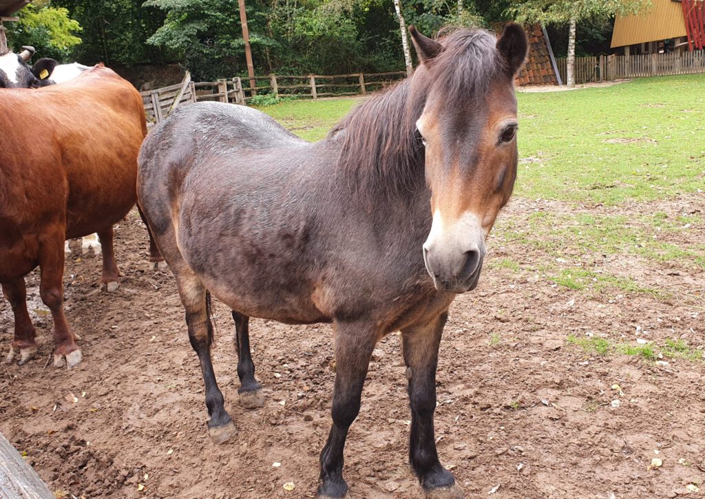 Exmoor-Pony, Bewohner im Erlebnis-Zoo Hannover