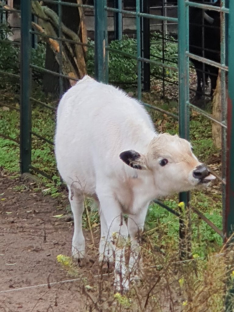 Fjäll-Rind, Bewohner im Tierpark Berlin