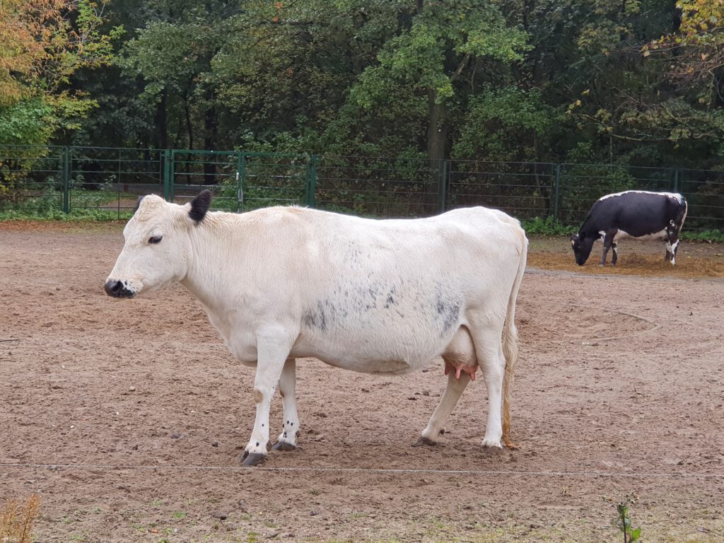 Fjäll-Rind, Bewohner im Tierpark Berlin