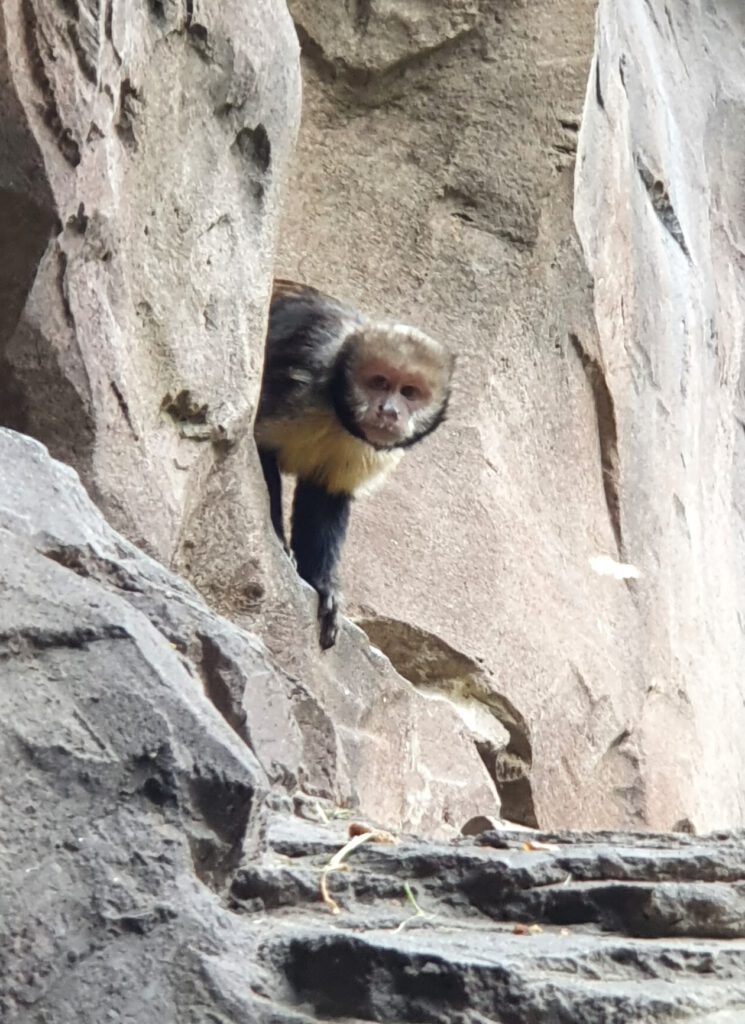 Gelbbrust-Kapuziner-Affe, Bewohner im Tierpark Berlin