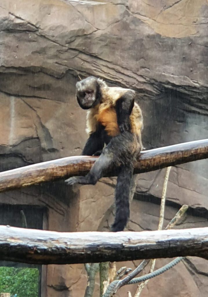 Gelbbrust-Kapuzineraffe, Bewohner im Tierpark Berlin