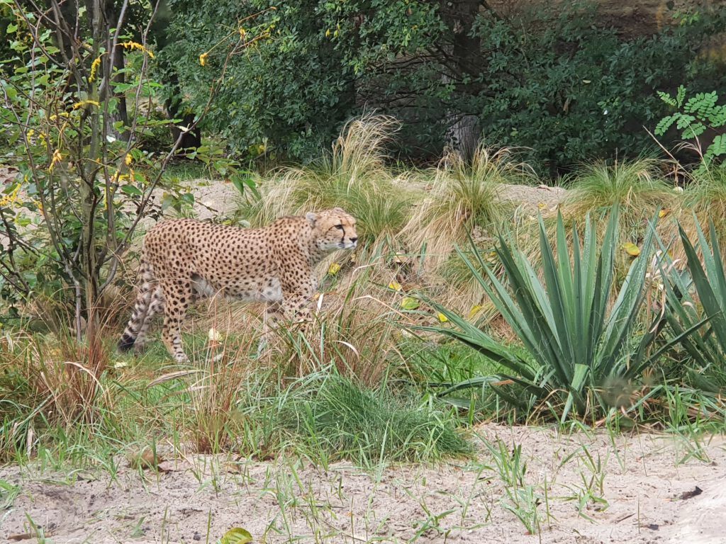 Gepard, Bewohner im Tierpark Berlin
