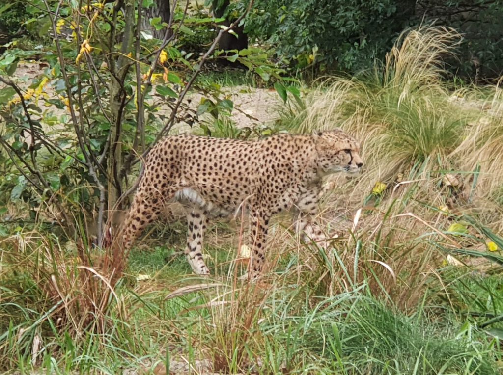 Gepard, Bewohner im Tierpark Berlin
