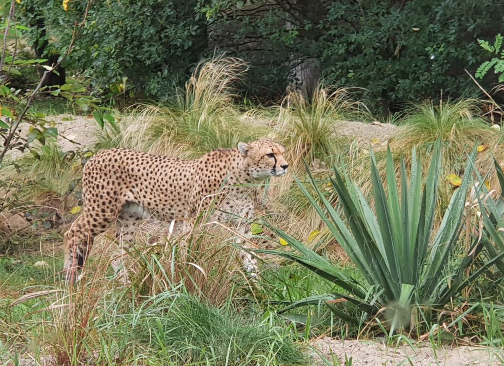 Gepard, Bewohner im Tierpark Berlin