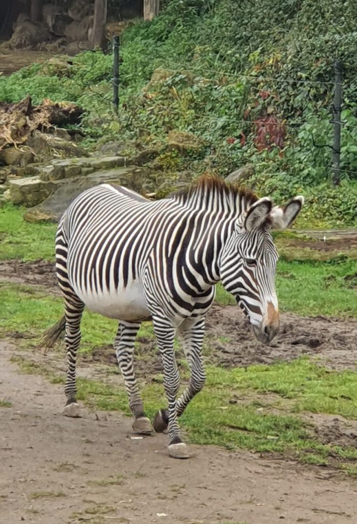 Grevy-Zebra, Bewohner im Zoo Leipzig