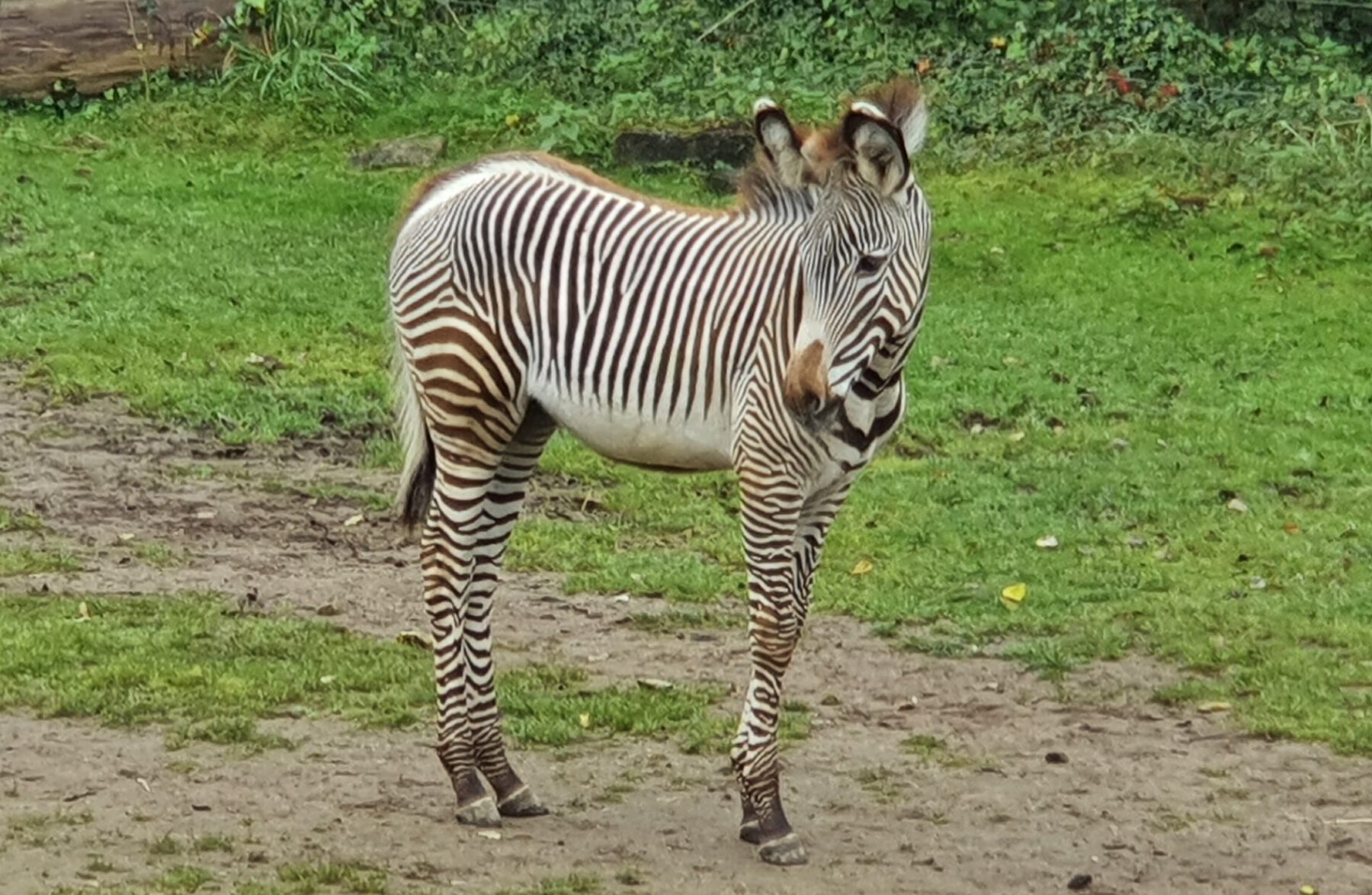 Grevy-Zebra, Bewohner im Zoo Leipzig