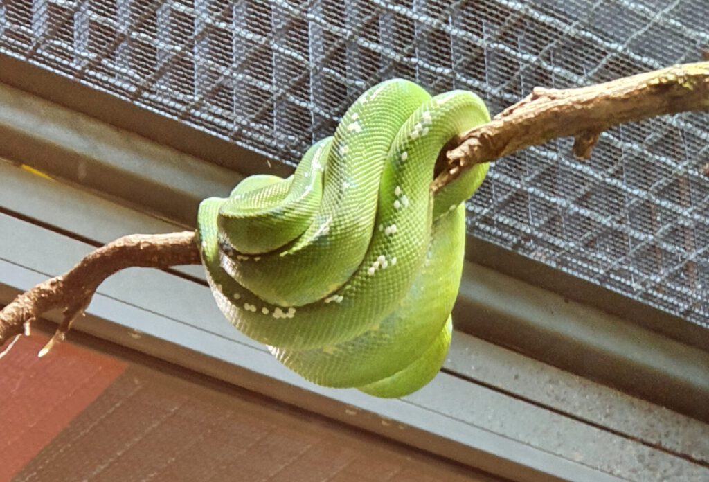 Grüner Baum-Python, Bewohner im Tierpark Berlin