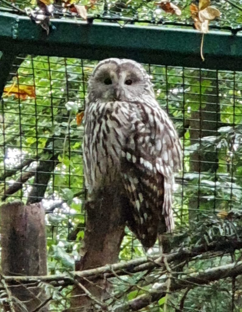 Habichts-Kauz, Bewohner im Tierpark Berlin