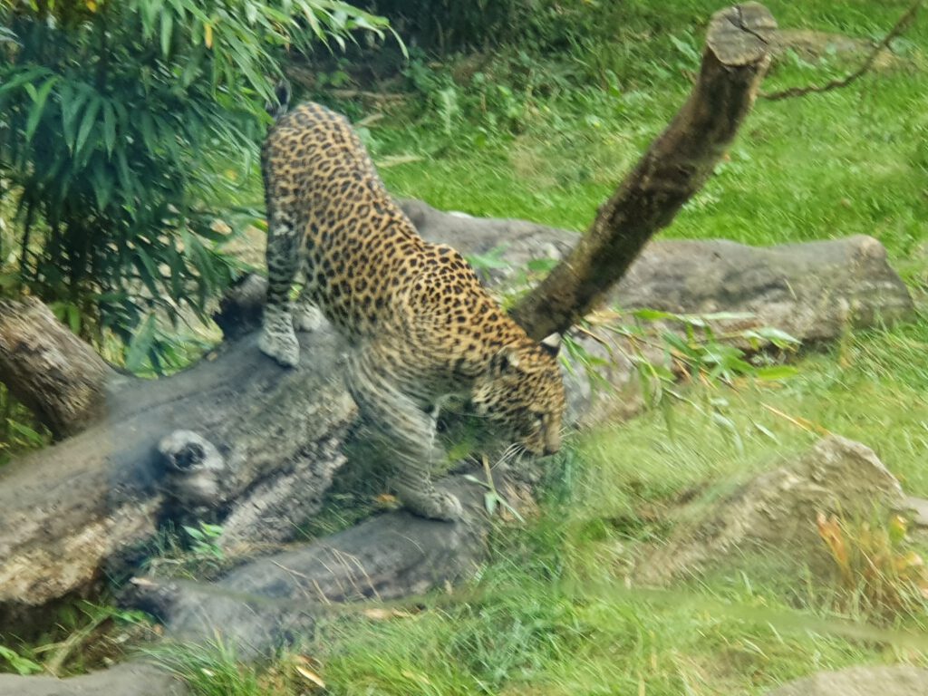 Java-Leopard, Bewohner im Tierpark Berlin
