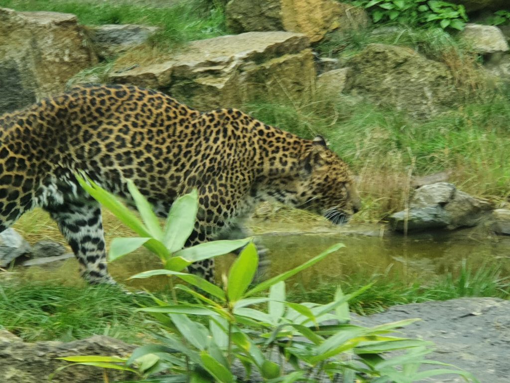 Java-Leopard, Bewohner im Tierpark Berlin