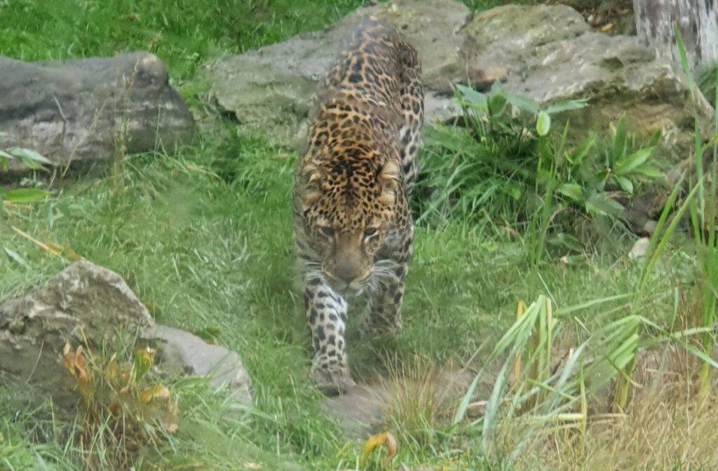 Java-Leopard, Bewohner im Tierpark Berlin