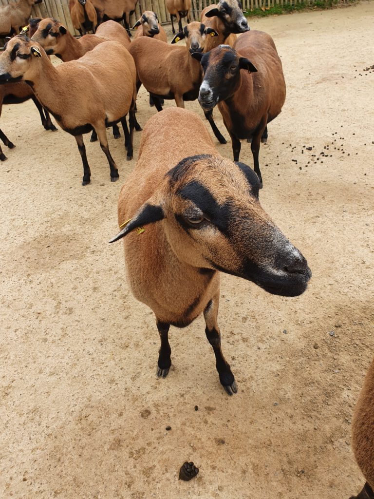 Kamerun-Schaf, Bewohner im Erlebnis-Zoo Hannover