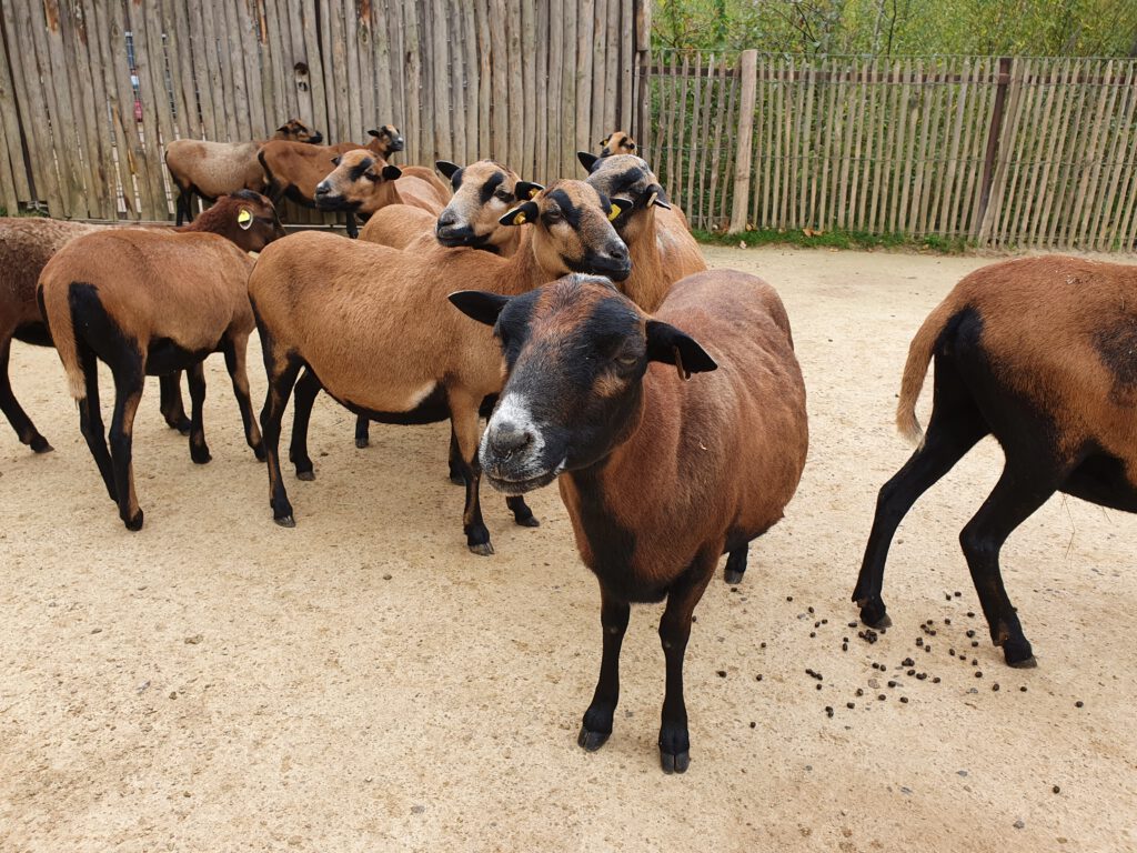 Kamerun-Schaf, Bewohner im Erlebnis-Zoo Hannover