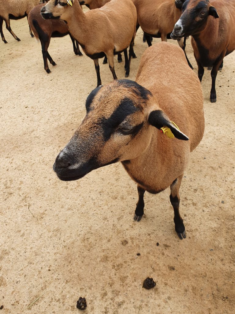 Kamerun-Schaf, Bewohner im Erlebnis-Zoo Hannover