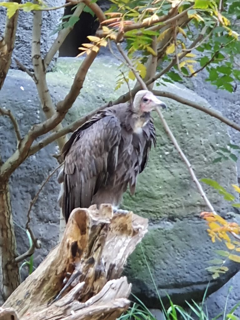 Kappen-Geier, Bewohner im Zoo Berlin