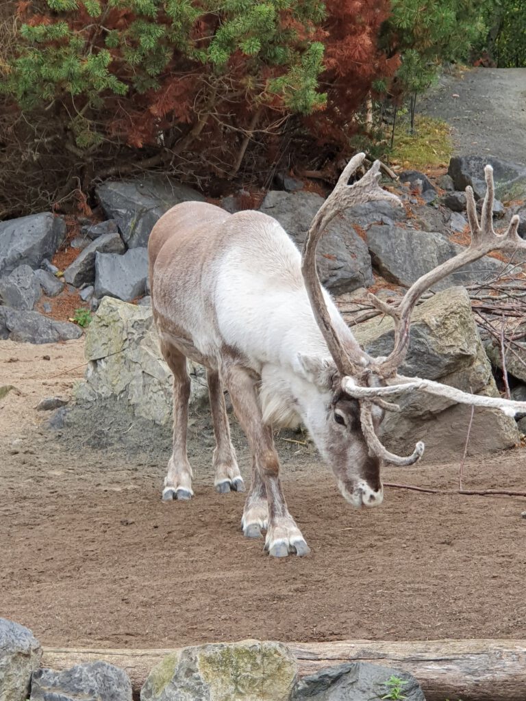 Karibu, Bewohner im Erlebnis-Zoo Hannover