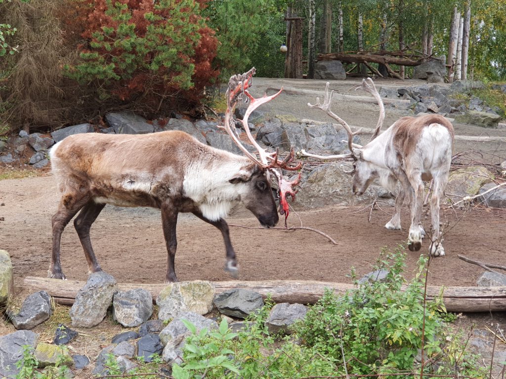 Karibu, Bewohner im Erlebnis-Zoo Hannover