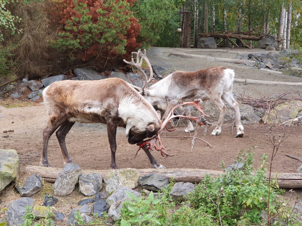 Karibu, Bewohner im Erlebnis-Zoo Hannover