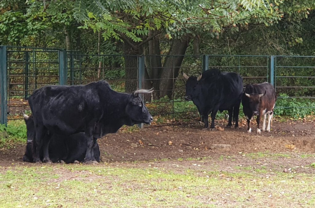 Kaukasus-Zebu, Bewohner im Tierpark Berlin