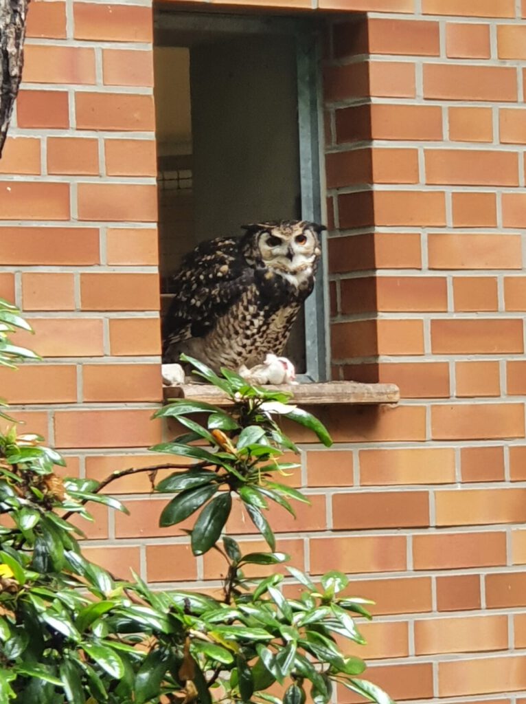Kenia-Uhu, Bewohner im Tierpark Berlin