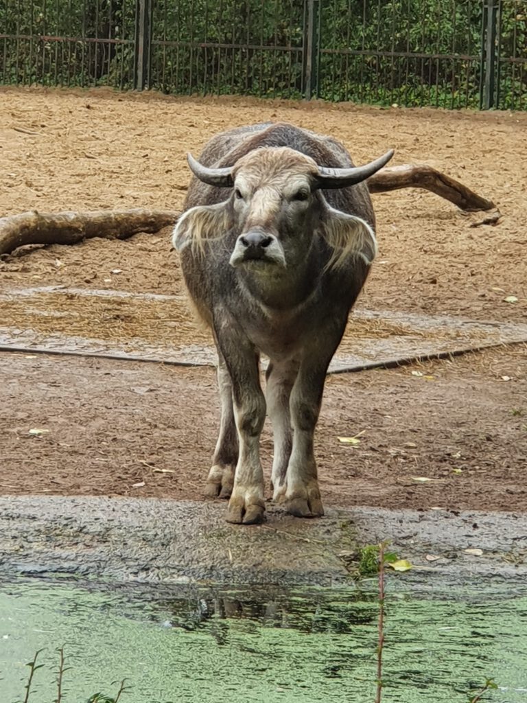 Kerabu, Bewohner im Tierpark Berlin