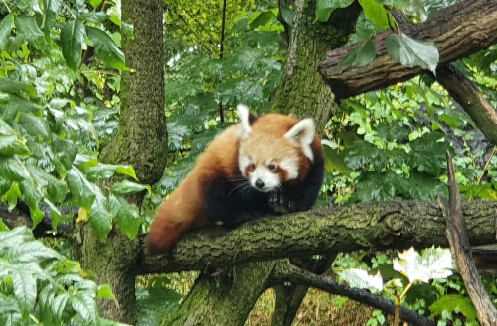 Kleiner Panda, Bewohner im Tierpark Berlin