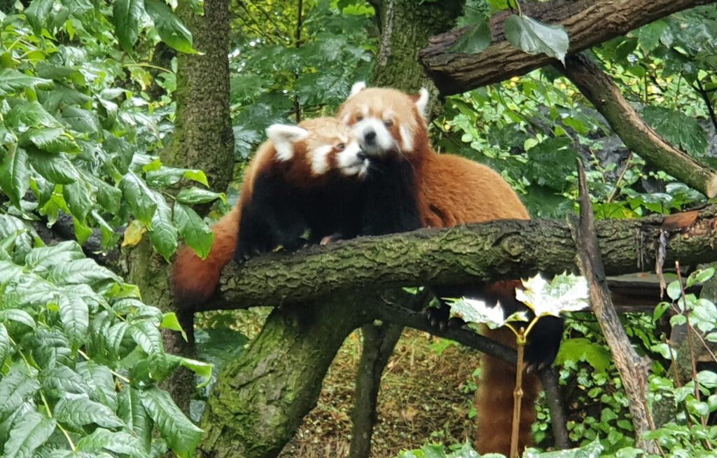 Kleiner Panda, Bewohner im Tierpark Berlin Zoos und Tierparks