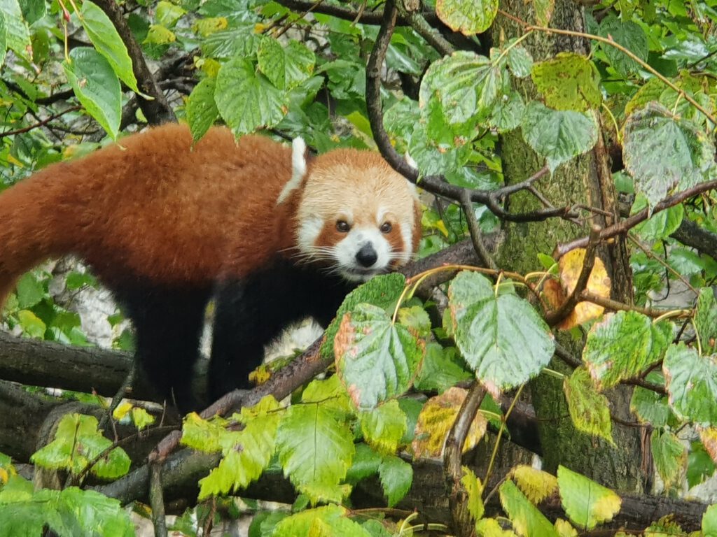 Kleiner Panda, Bewohner im Tierpark Berlin