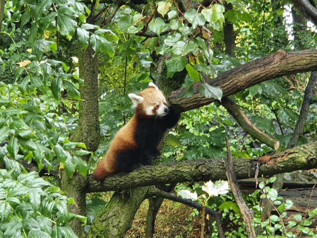 Kleiner Panda, Bewohner im Tierpark Berlin