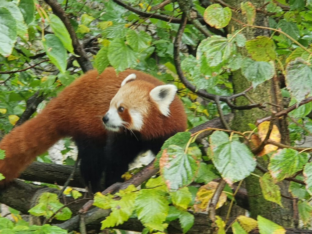 Kleiner Panda, Bewohner im Tierpark Berlin