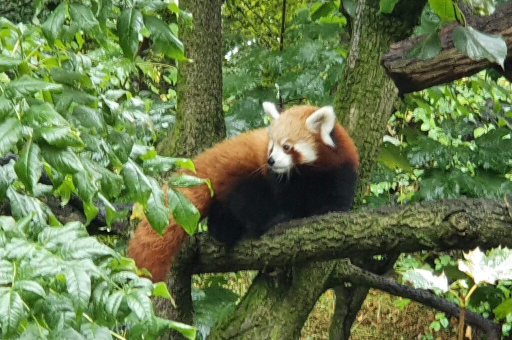 Kleiner Panda, Bewohner im Tierpark Berlin