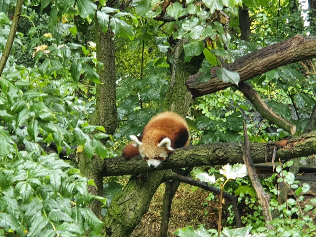 Kleiner Panda, Bewohner im Tierpark Berlin