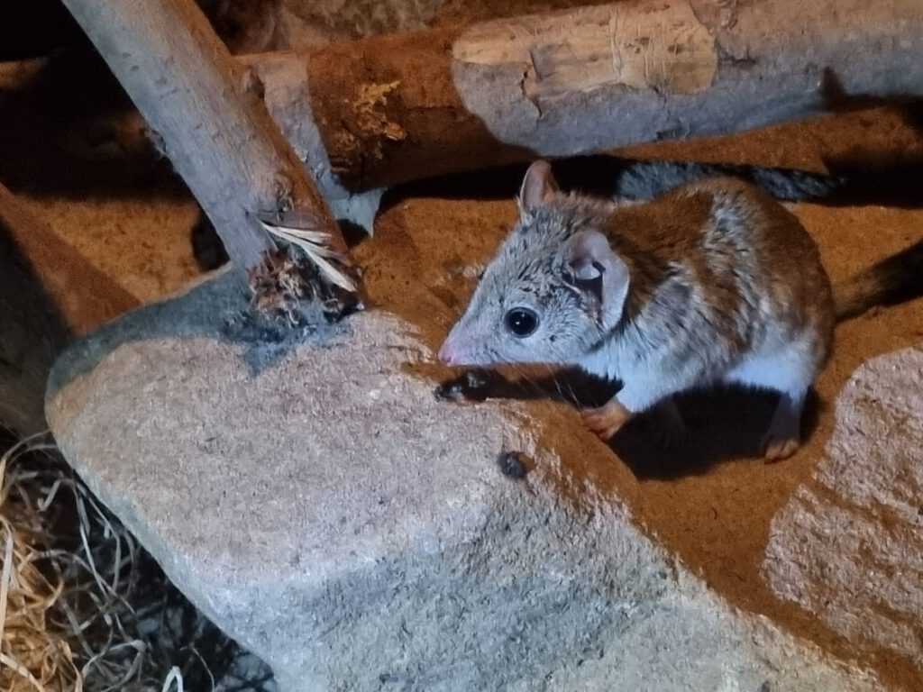 Kurzohr-Rüsselspringer, Bewohner im Zoo Leipzig