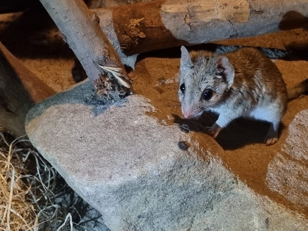 Kurzohr-Rüsselspringer, Bewohner im Zoo Leipzig