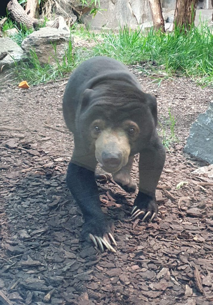 Malaien-Bär, Bewohner im Tierpark Berlin