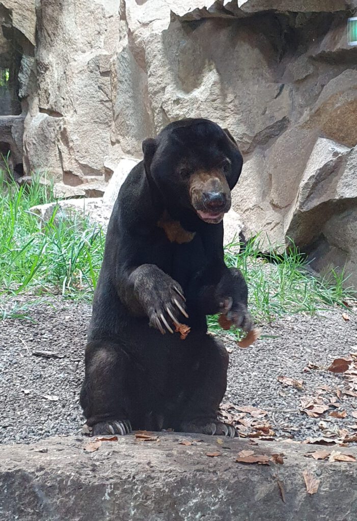Malaien-Bär, Bewohner im Tierpark Berlin