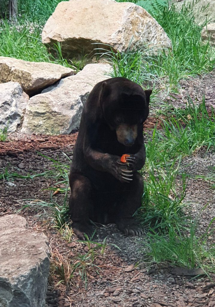 Malaien-Bär, Bewohner im Tierpark Berlin