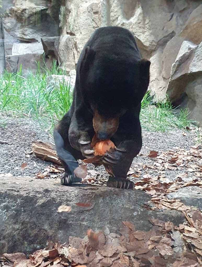 Malaien-Bär, Bewohner im Tierpark Berlin