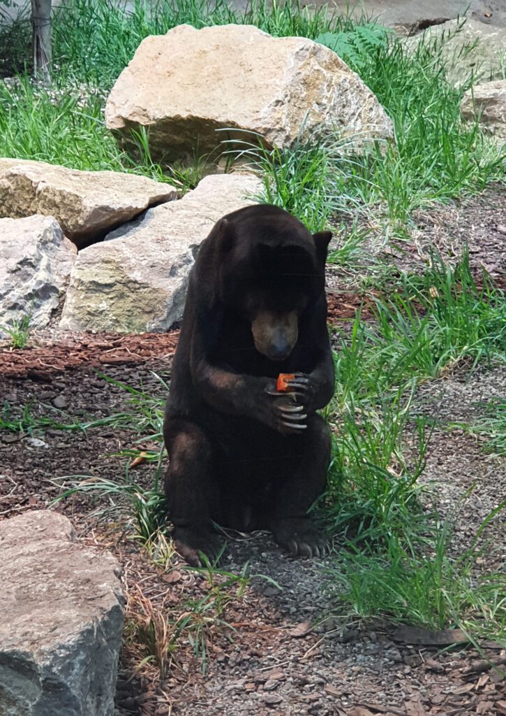 Malaien-Bär, Bewohner im Tierpark Berlin