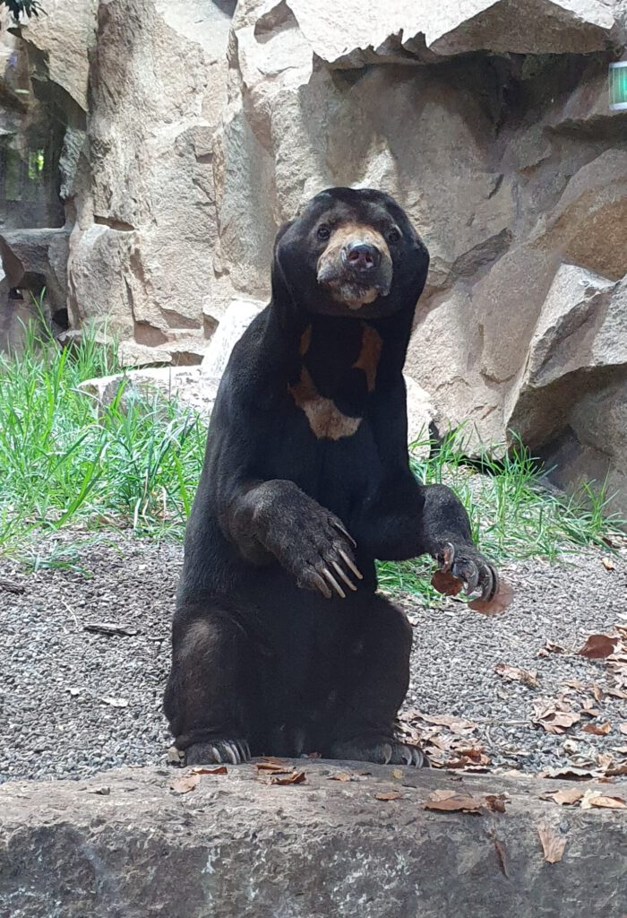 Malaien-Bär, Bewohner im Tierpark Berlin