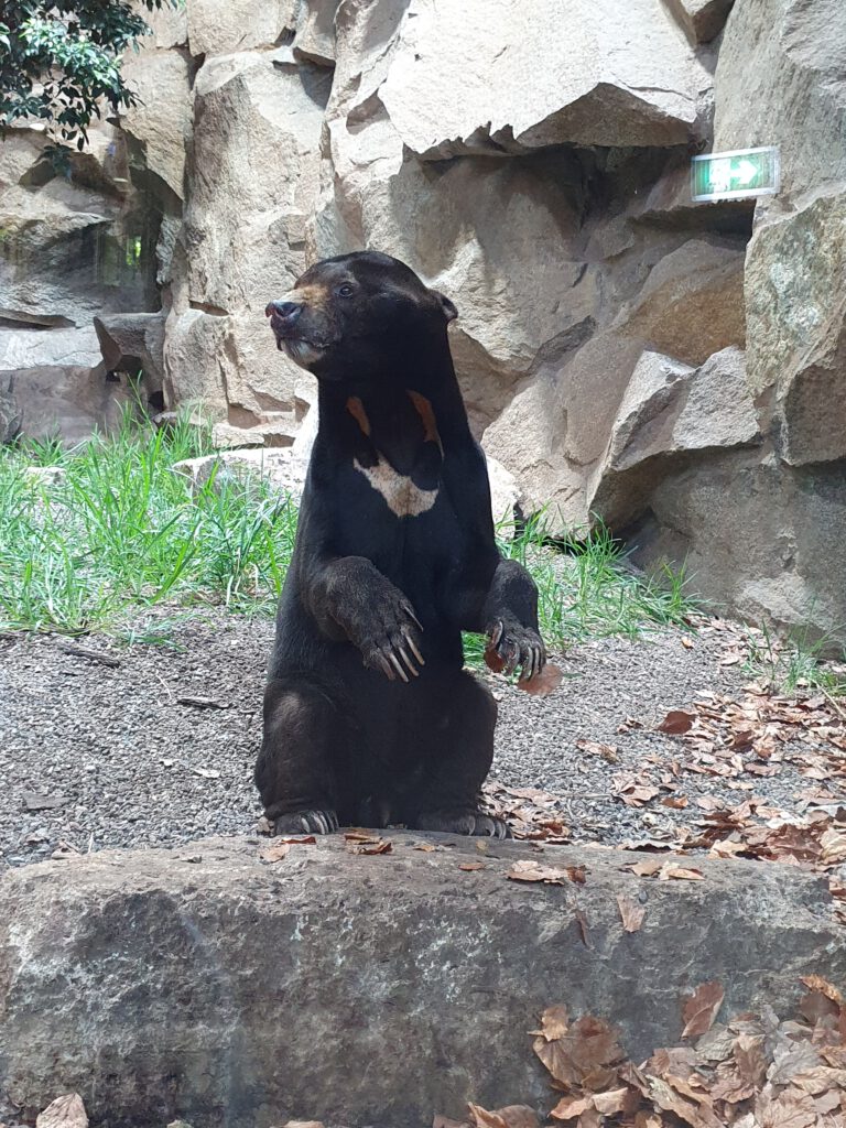 Malaien-Bär, Bewohner im Tierpark Berlin